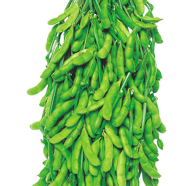 種 野菜たね 枝豆 うまみどり枝豆 1袋(25ml)