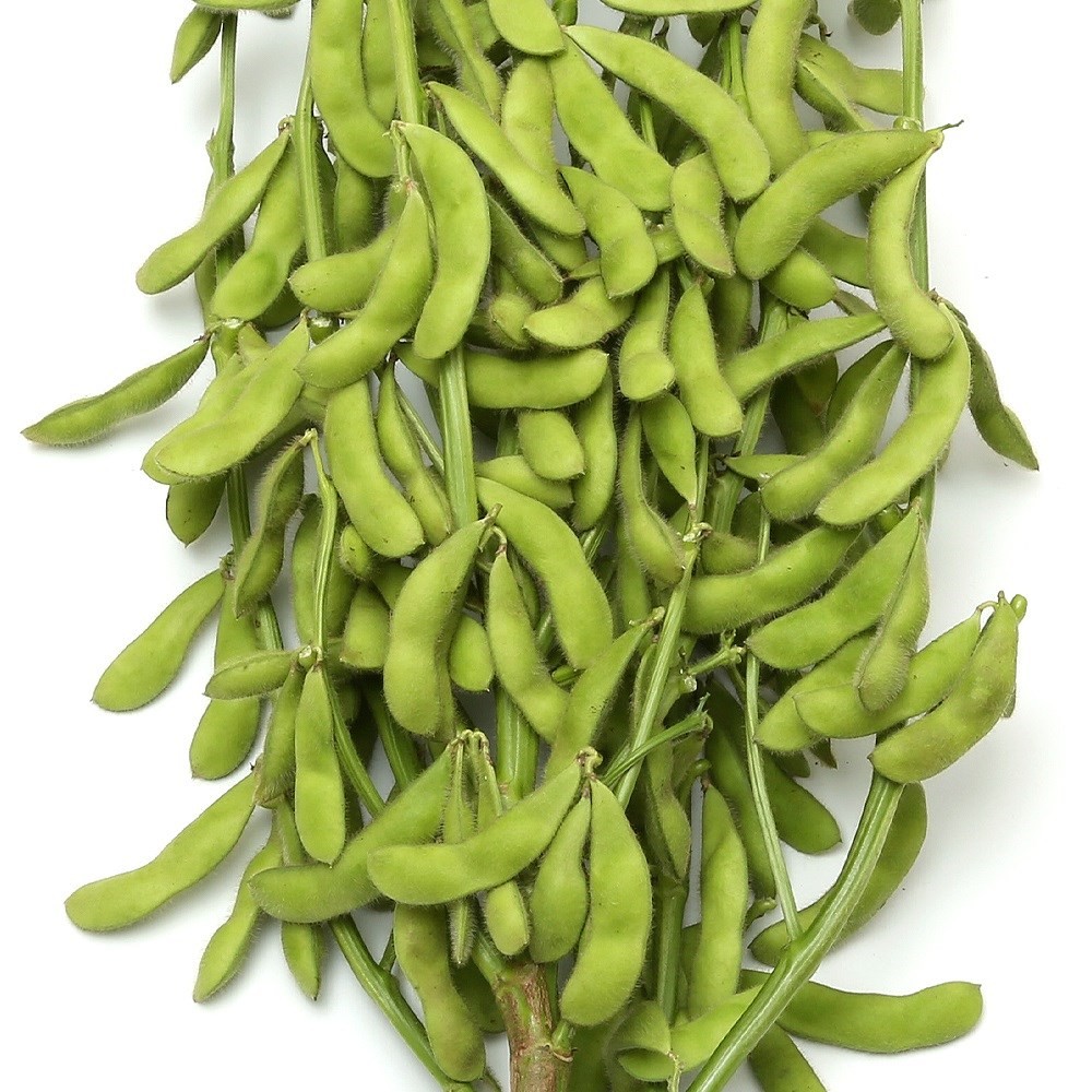 種 野菜たね 枝豆 酒の友3号 1袋(25ml)