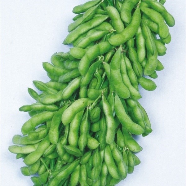 種 野菜たね 枝豆 ほうらく 1袋(20ml)