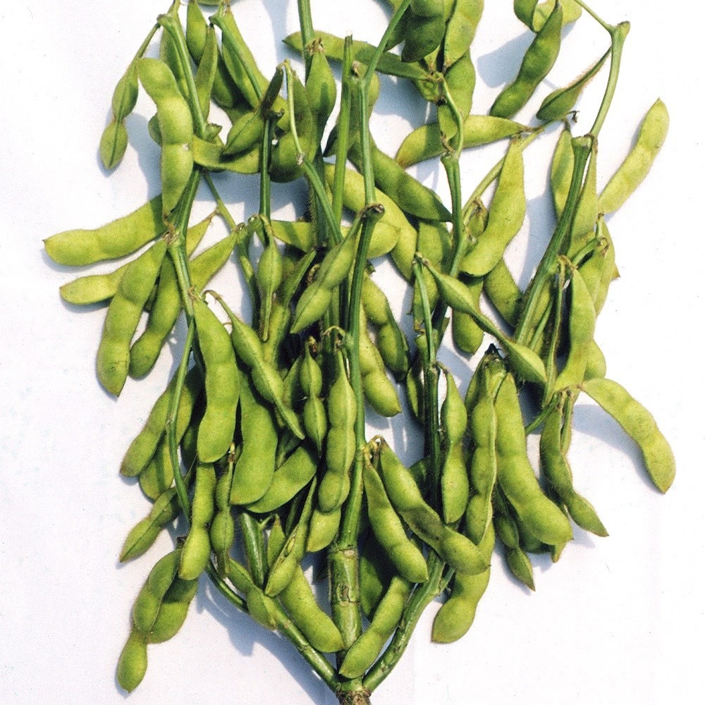 種 野菜たね 枝豆 奥原早生 1袋(25ml)