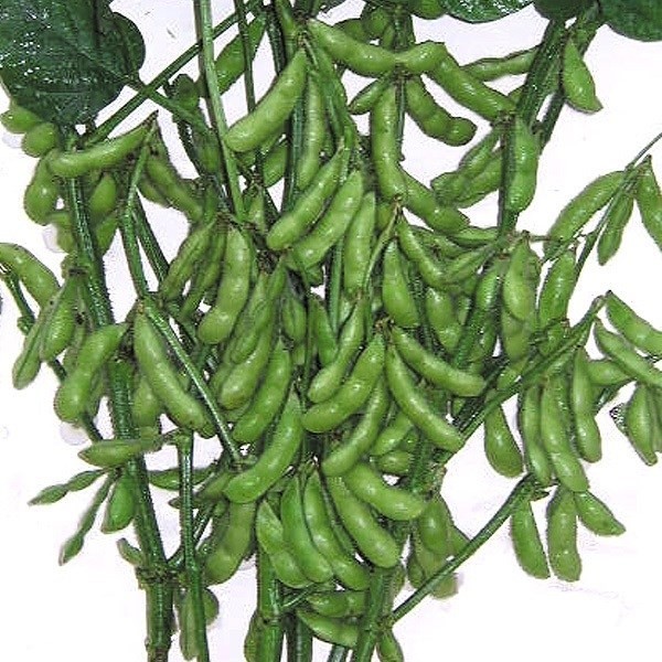 種 野菜たね 枝豆 緑大福 1袋(25ml)