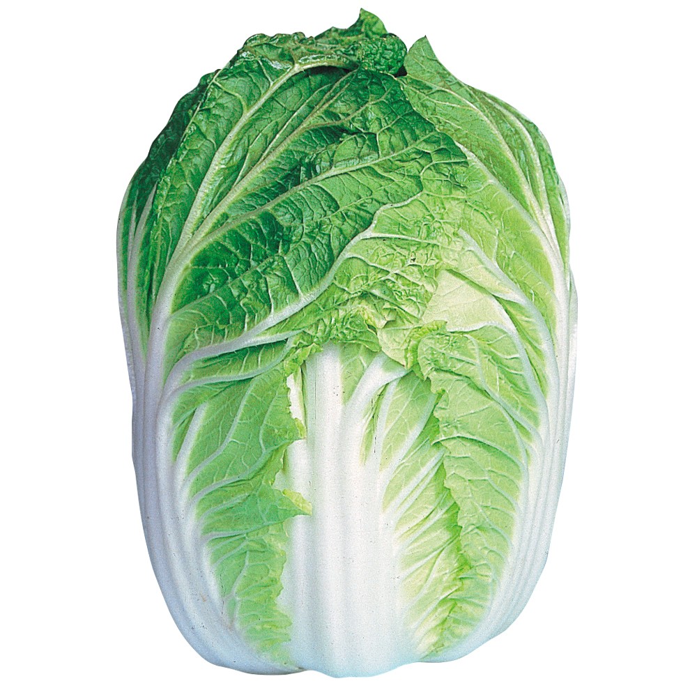 種 野菜たね ハクサイ F1春日 1袋(1.5ml)