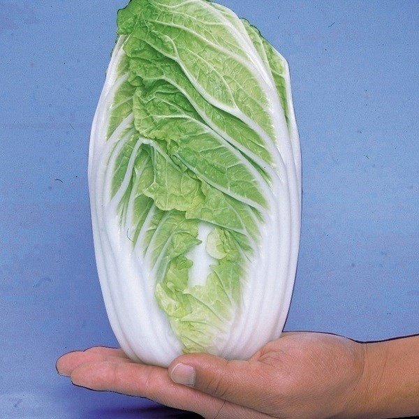 種 野菜たね ハクサイ F1小町白菜 1袋(2ml)