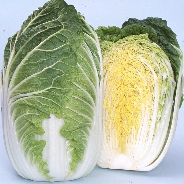 種 野菜たね ハクサイ F1強春白菜 1袋(2ml)