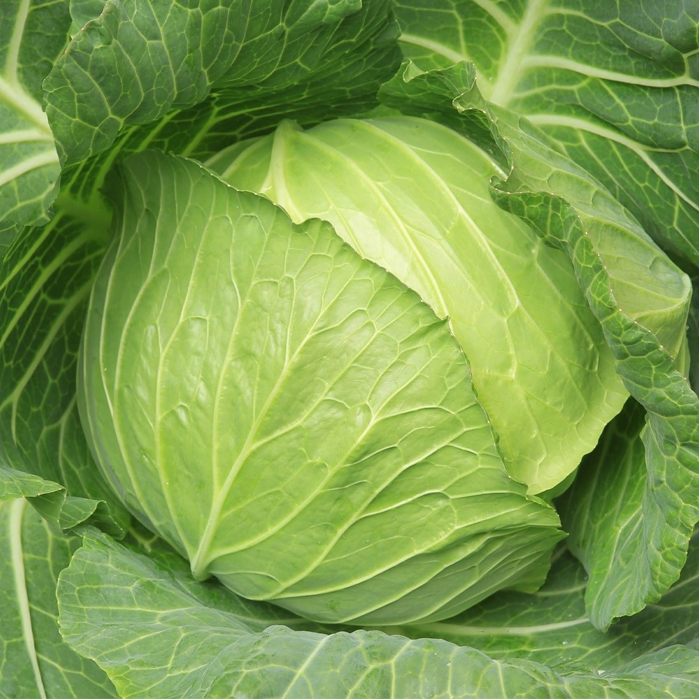 種 野菜たね キャベツ F1やわらか二季まきキャベツ 1袋(2ml)