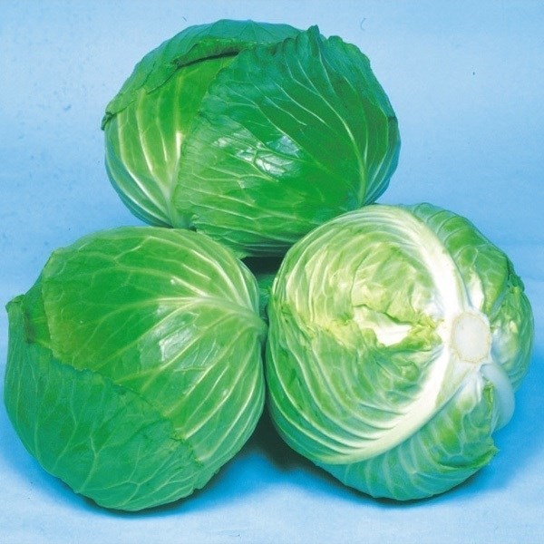 種 野菜たね キャベツ F1緑兵衛 1袋(2ml)