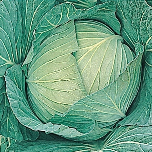 種 野菜たね キャベツ F1三季穫り甘藍 1袋(1.5ml)