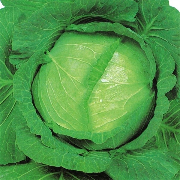 種 野菜たね キャベツ 黒葉サクセッション 1袋(1ml)