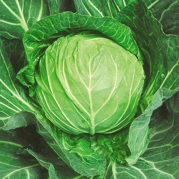種 野菜たね キャベツ F1速玉くん 1袋(1ml)