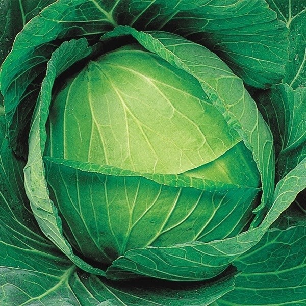 種 野菜たね キャベツ F1夏トップ 1袋(0.5ml)