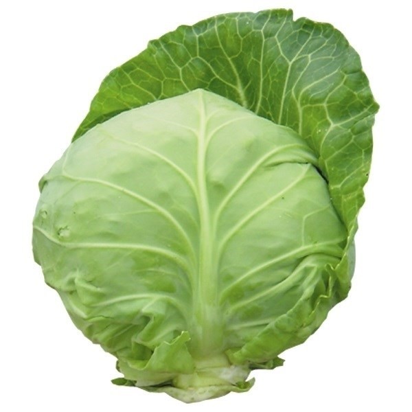 種 野菜たね キャベツ F1サラダキャベツ 1袋(1ml)