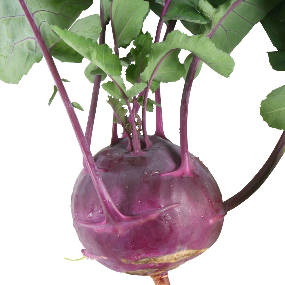 種 野菜たね 世界の野菜 紫コールラビー甘藍 1袋(3ml)