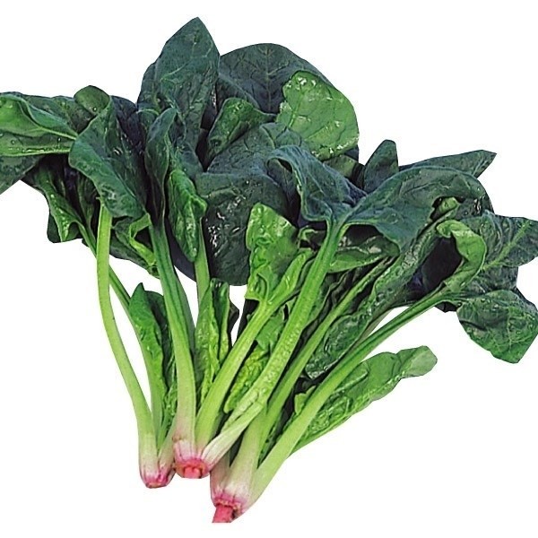 種 野菜たね ホウレンソウ 豊葉ほうれん草 1袋(35ml)