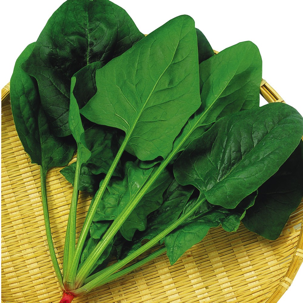 種 野菜たね ホウレンソウ F1優秀ホウレンソウ 1袋(20ml)