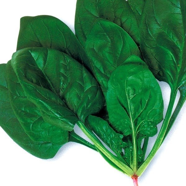 種 野菜たね ホウレンソウ F1肉厚丸 1袋(20ml)