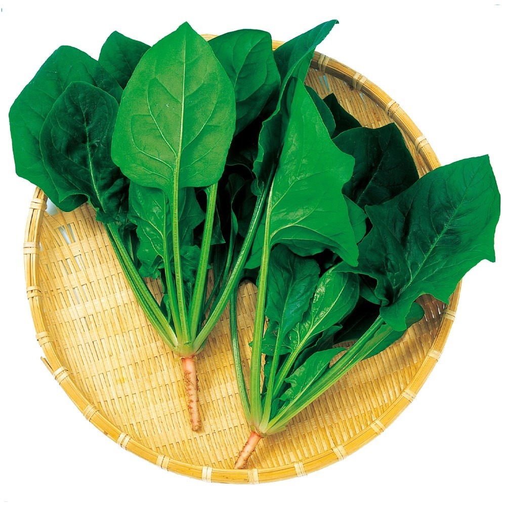 種 野菜たね ホウレンソウ F1春夏法蓮草 1袋(30ml)