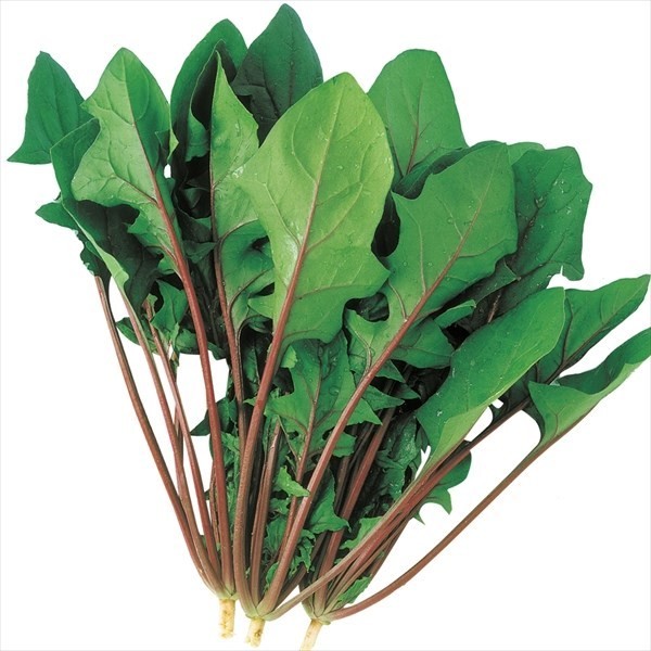 種 野菜たね ホウレンソウ F1赤茎ほうれん草 1袋(20ml)