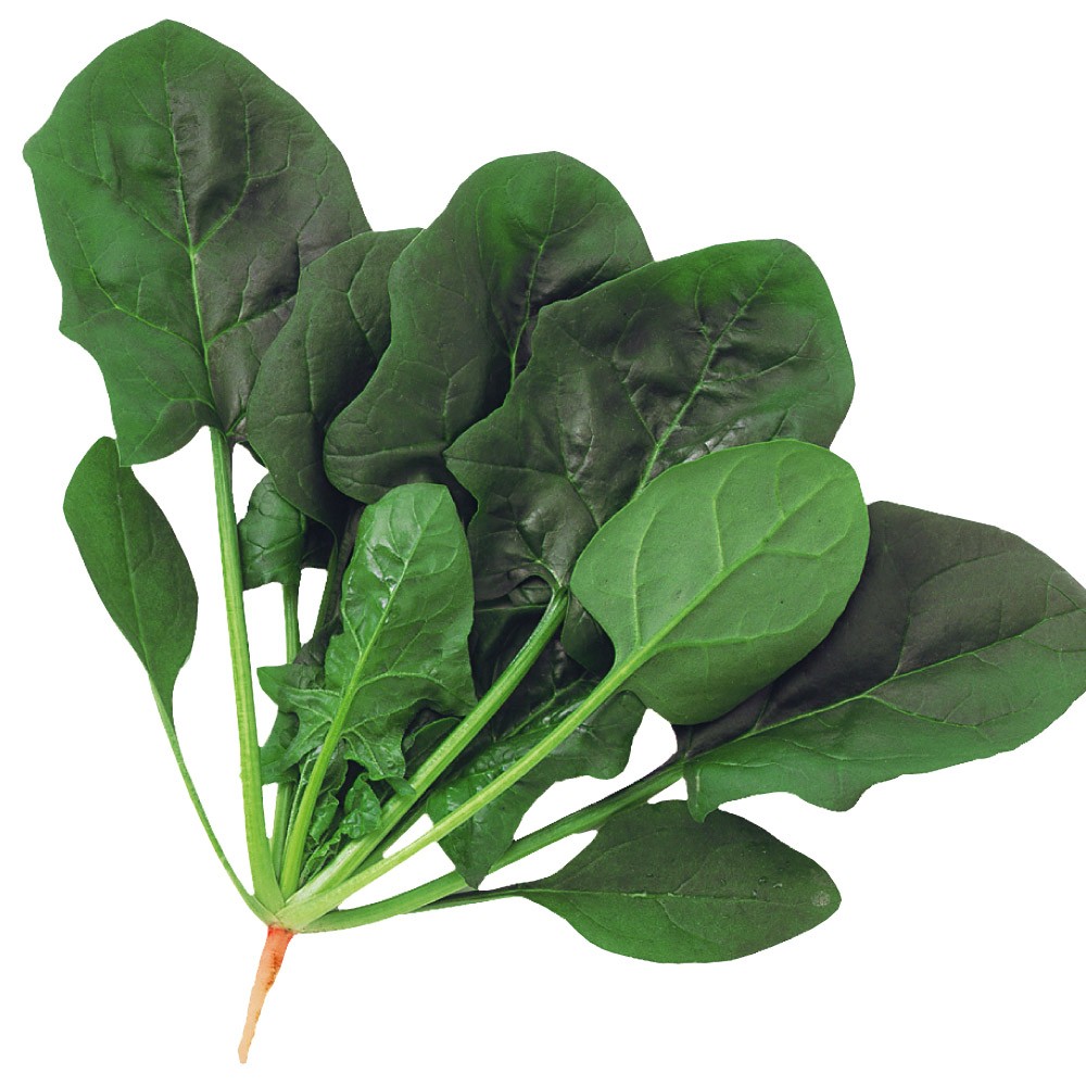 種 野菜たね ホウレンソウ F1強健春蒔ほうれん草 1袋(20ml)