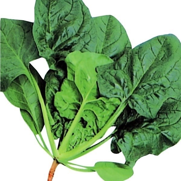 種 野菜たね ホウレンソウ F1グレートリーフ 1袋(20ml)