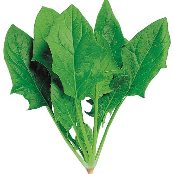 種 野菜たね ホウレンソウ F1サラダほうれん草ＥＸ 1袋(15ml)