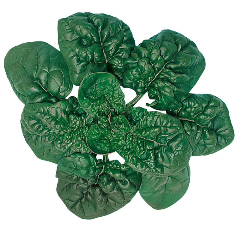 種 野菜たね ホウレンソウ F1寒ちぢみほうれんそう 1袋(10ml)