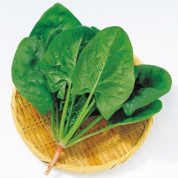 種 野菜たね ホウレンソウ F1サラダっ娘 1袋(20ml)