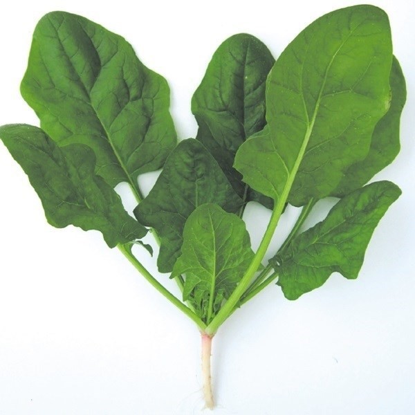 種 野菜たね ホウレンソウ ノーベルほうれん草 1袋(20ml)