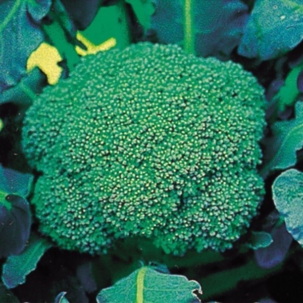 種 野菜たね ブロッコリー F1どっさり緑 1袋(0.5ml)