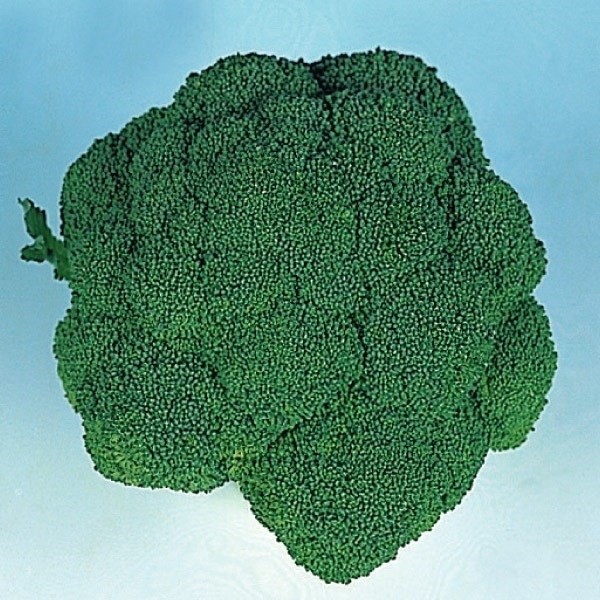 種 野菜たね ブロッコリー ブロッコリー (品種名：ドシコ) 1袋(1ml)