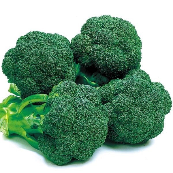 種 野菜たね ブロッコリー F1グリーンズブロッコリー 1袋(0.5ml)