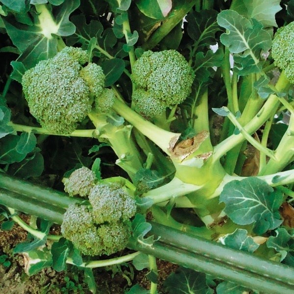 種 野菜たね ブロッコリー F1ぽんぽんグリーン 1袋(20粒)