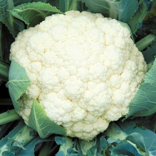 種 野菜たね カリフラワー F1白将軍 1袋(1ml)
