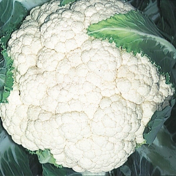 種 野菜たね カリフラワー 野崎早生花野菜 1袋(1ml)