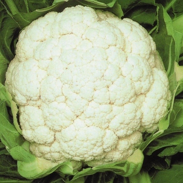 種 野菜たね カリフラワー F1ホワイトマン 1袋(0.5ml)