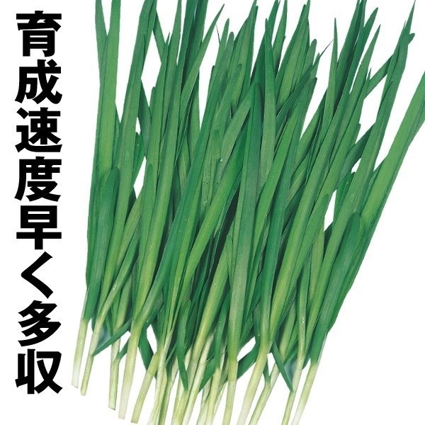 種 野菜たね 世界の野菜 うまみにら 1袋(5ml)