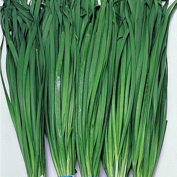 種 野菜たね 世界の野菜 大葉ニラ 1袋(5ml)