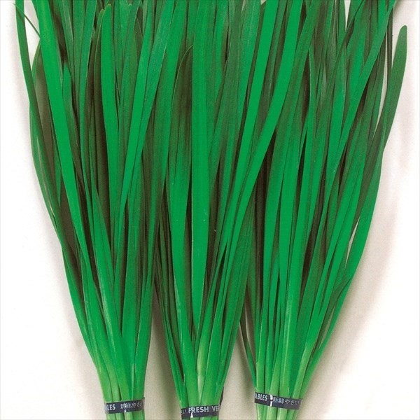 種 野菜たね 健康野菜 スーパーワイドにら葱 1袋(4ml)