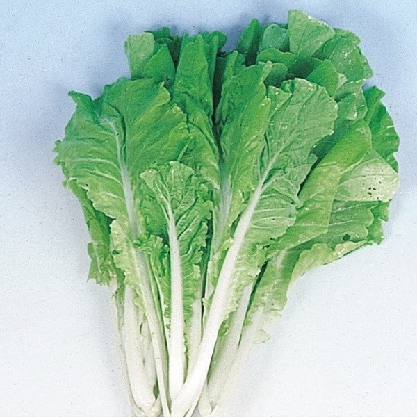 種 野菜たね 健康野菜 春蒔新山東菜 1袋(8ml)