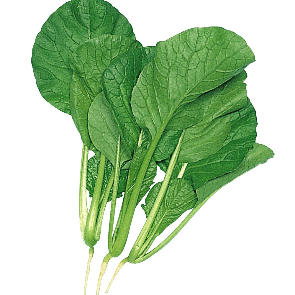 種 野菜たね 健康野菜 F1大優小松菜 1袋(5ml)