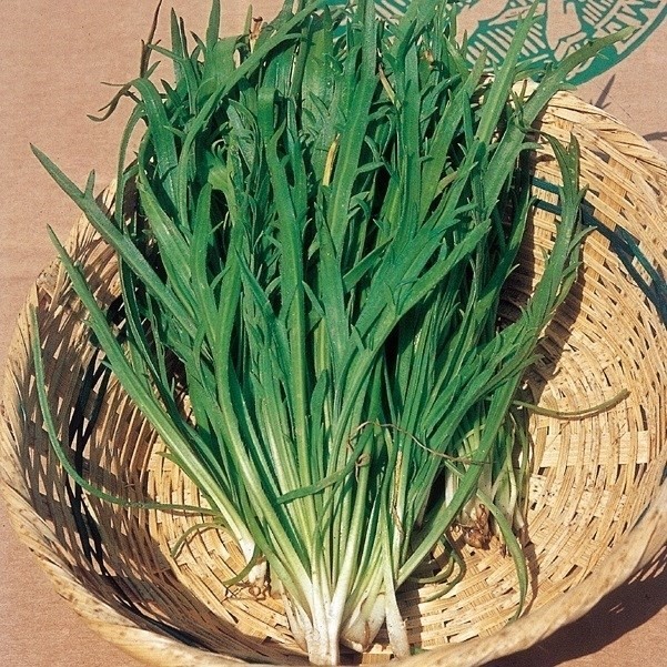 種 野菜たね 健康野菜 エルバステラ 1袋(5ml)