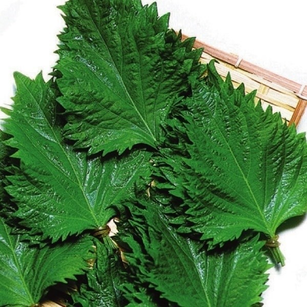 種 野菜たね 健康野菜 大葉しそ 1袋(6ml)