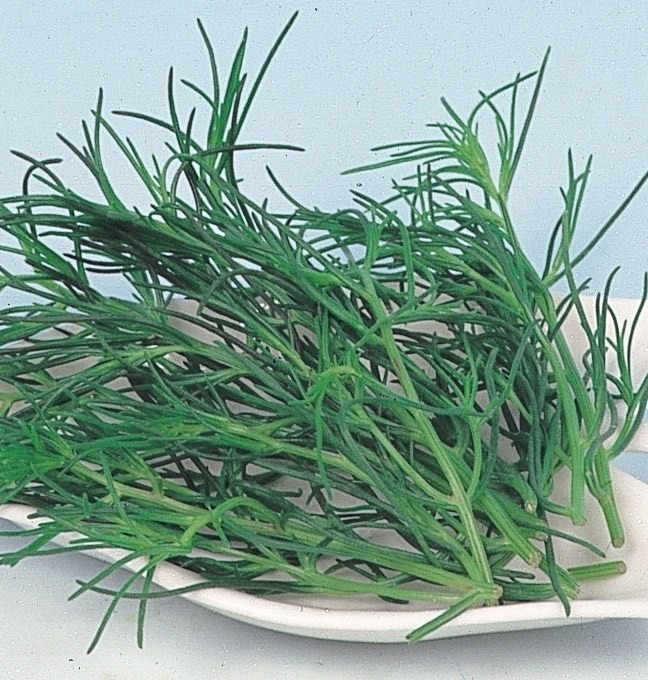 種 野菜たね 健康野菜 オカヒジキ 1袋(3ml)