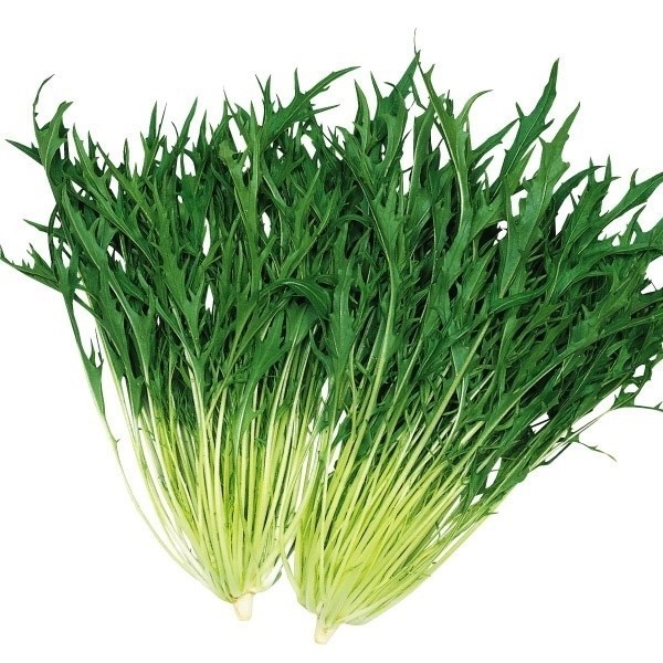 種 野菜たね 健康野菜 F1早生シャキ水菜 1袋(8ml)