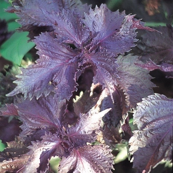 種 野菜たね 健康野菜 赤ちりめんしそ 1袋(3ml)