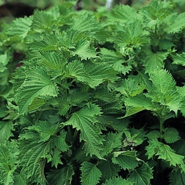 種 野菜たね 健康野菜 青ちりめんしそ 1袋(4ml)