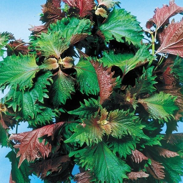 種 野菜たね 健康野菜 芳香うらしそ 1袋(4ml)