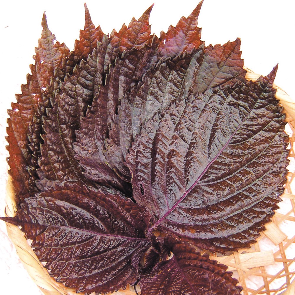 種 野菜たね 健康野菜 赤丸葉しそ 1袋(3ml)