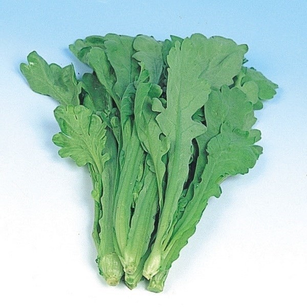 種 野菜たね 健康野菜 大葉春菊 1袋(20ml)