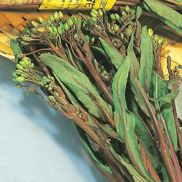 種 野菜たね 世界の野菜 コウサイタイ 1袋(8ml)