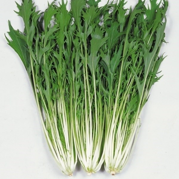 種 野菜たね 健康野菜 早生千筋京みずな 1袋(8ml)